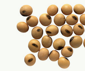 Soy seed